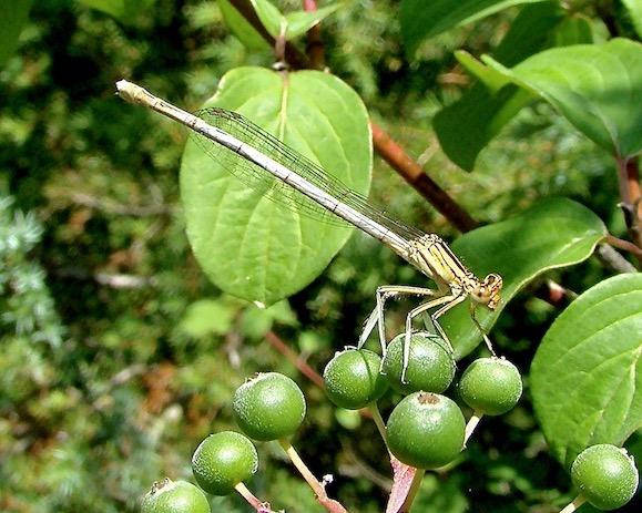white-legged damselfly